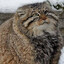Wildkatze