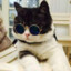 CAT_Dodo