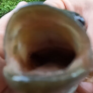 Peeplin