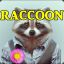 r[A]ccoon