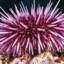 Pink Urchin