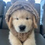 Mysterious Dog