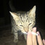 cat smoking joint