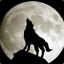 Big night wolf