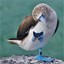 Blue-footed Noobie