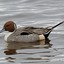 pintail_54