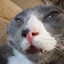 meowl