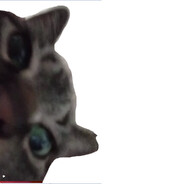 Roo