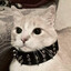 Maxy