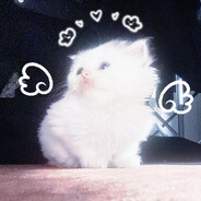 邪王真眼的契约者