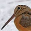 American Woodcock