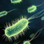 Escherichia coli