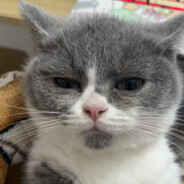 南通第一悍匪小胡子