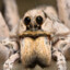 A Wolf Spider