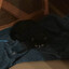 catpinn