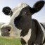 vaca (lactosa y rika )