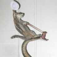 KUNGfuRobak avatar