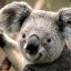me koala
