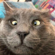 🎀萌萌冲鸭_(:3 ⌒<)_