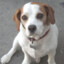 Westley.Dog