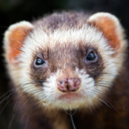 FerretBea