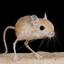 Jerboa Looper