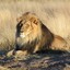 lion2004kadar