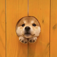 douyin丶清欢渡Unique