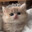 ♡ฅ^>⩊<^ ฅ