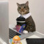 Corporate Cat