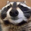 Raccoon stripey