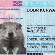 BOBER KURWA