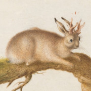 rabbitking