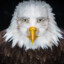 the eagle