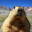 Marmota marmota