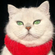 蔡徐鲲摧毁停车场