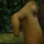 熊哒俺要进来了哦