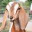 LapGoat