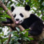 ThePandaKen