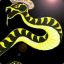 WeBoSofT | le serpent mexicain