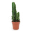 Un cactus cualquiera