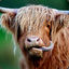 Ginger Cow #MOO