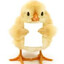 Poussinet