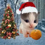 Котик Вилли