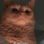 kitty kotz
