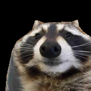 Raccoon