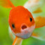 MilkAndFish