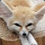 fennec ⵣⴰⴽⴰⵔⵉⴰ