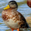 [EZ]DUCK