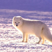 Snowfox